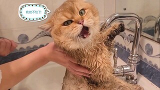 鸡腿猫:洗澡我就忍了，还得自己把住水龙头?