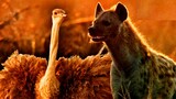 Zalika The Hyena Fights An Ostrich.
