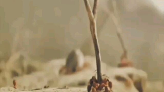 Fo & In The Calm - Song by Butterfingers 1997