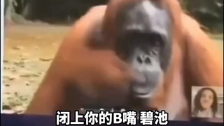 BYD哈基猩