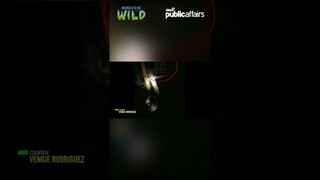 Aso, sinakmal ng isang buwaya! #shorts | Born to be Wild