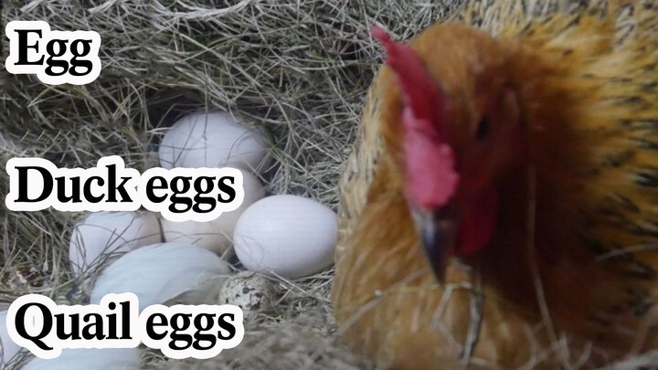 [Animals]Will the hen help hatch the eggs of other animals?