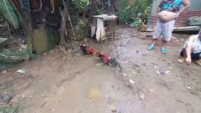 allen roundhead vs dark kelso