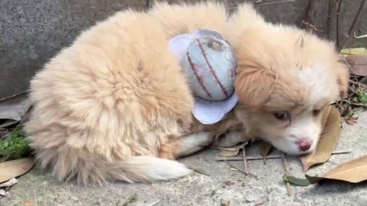 The secret message of stray puppies is: act fast or miss out!