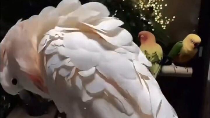 Creepy Bird Voice 🦅