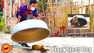 TOP 10 Aluminum Box Prank Dog Sleeping Very Funny Must Watch Most Funny - Must Watch Very Funny