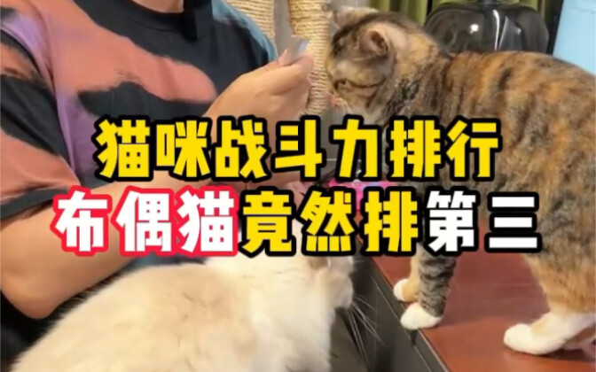 Peringkat kekuatan bertarung kucing: Sangat mengejutkan jika kucing Ragdoll bisa masuk 3 besar, ini 