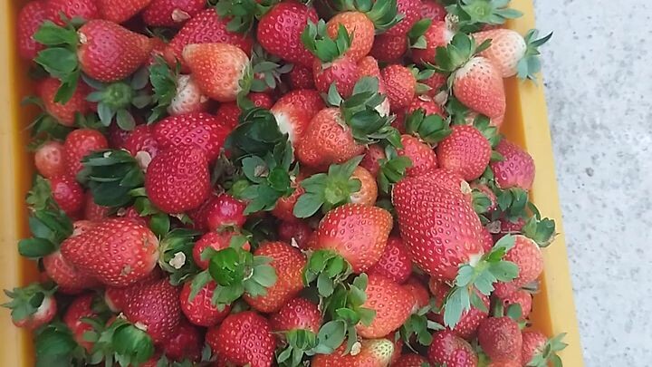 Malaysia strawberry plantation Day 1