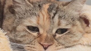 Grain doesn't intoxicate cats; cats get drunk on their own.