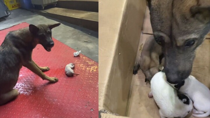 Anjing liar melahirkan di depan pintu toko, tindakan hangat pemilik toko mendapat pujian dari banyak