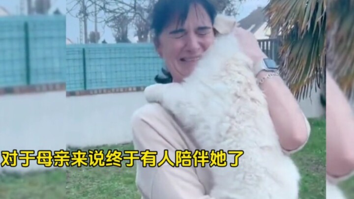 “没人拒绝得了小狗狗，可能只有养狗的才能体会这种感觉吧”