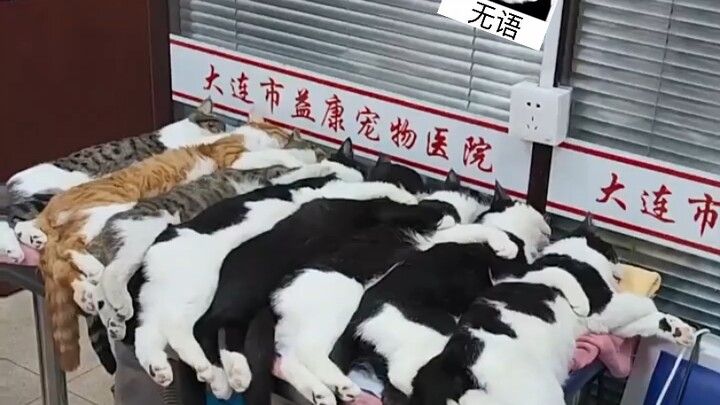 Setelah di-sterilisasi massal, kucing-kucing jalanan berbaring berjajar; warganet: Lihat corak bulun