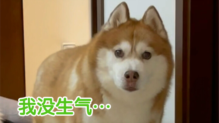 หน้าตาหมาบ้านฉันเวลาโกรธดูเหมือนตอนคุณทะเลาะกับแฟนไหม…ฮาริลู่แสดงเก่งขึ้นอีกแล้วๆๆ…