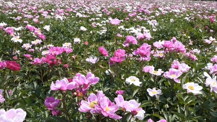 Flowers_Birds, natural