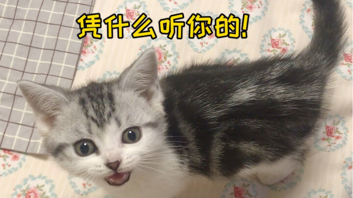 有的小猫牙还没长齐就学会“坐”了！