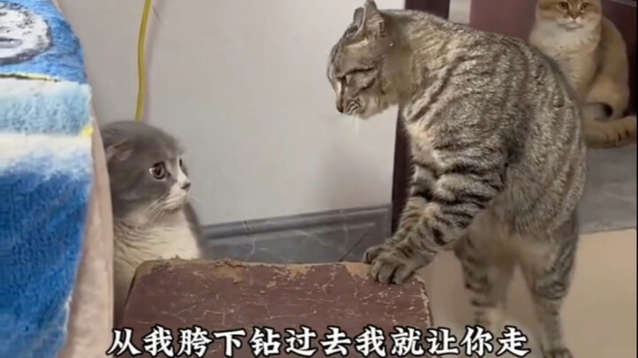 Món hàng 0 đồng của bạn đang chèn ép chiếc điện thoại 3000 tệ của bạn đấy!