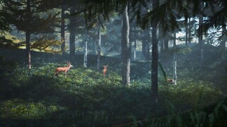 Animasi|D5 Render-Hutan di Musim Panas