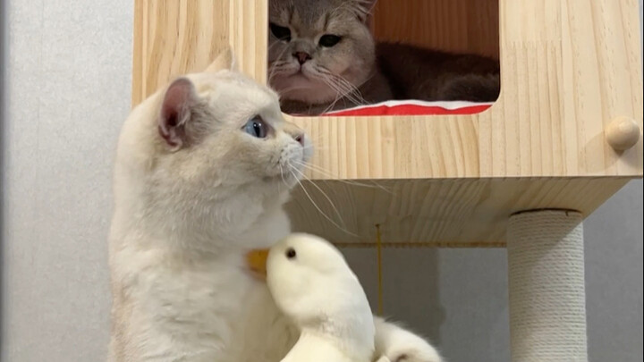 🐱: Family, does anyone else get it? I sure don’t.