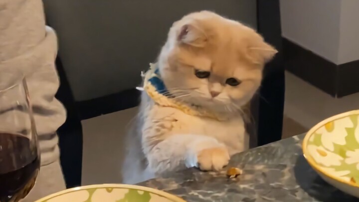 Anak kucing: Ikan itu mahal ya? Kenapa cuma ngasih sedikit?