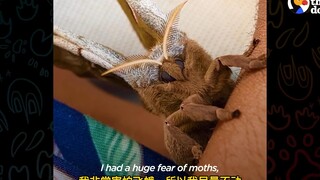 帮蛾子养孩子是什么体验...