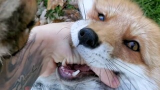 ثعلب🦊ثعلب🦊أههههههه~