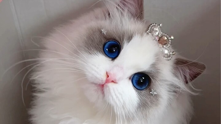 Không biết có đánh trúng tim các anh chàng lực lưỡng không nhỉ?