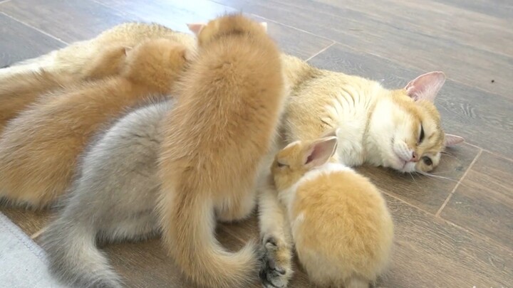 Little Rabbit: What are you guys up to? Take me along!