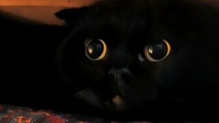 What evil intentions could a little kitten possibly have? It just wants to hide quietly and not dist