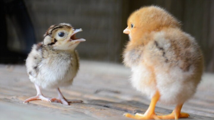 You can grill anything—Awei, come on in and face your fate!