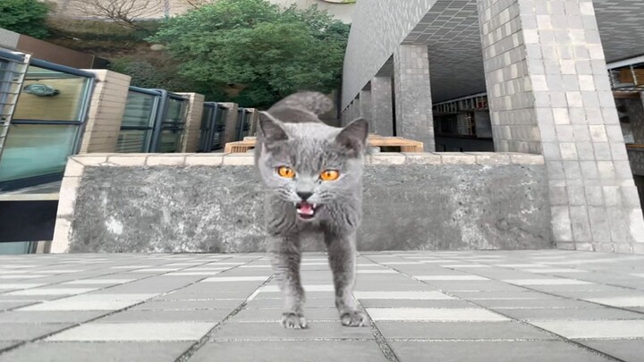 Kucing British Shorthair biru terjebak di tepi luar lantai 14, begitu melihat stik kucing langsung b