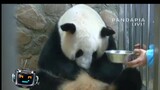 Binatang|Ibu Panda Rakus dan Lupa Anak