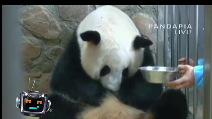 Fashion|Panda Mom Forgot Her Baby Due To Greediness