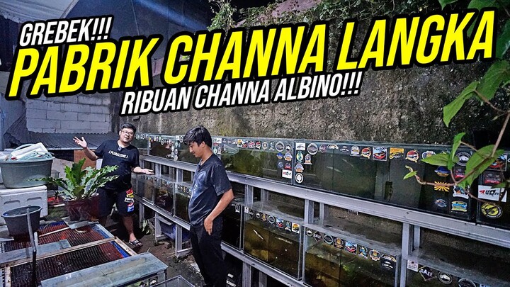 PABRIK CHANNA GRANDINOSA PERTAMA DI INDONESIA DAN BREEDING CHANNA ARGUS ALBINO & PLATINUM !!! GOKIL!