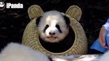 【Panda】There is a cuttie in the basket