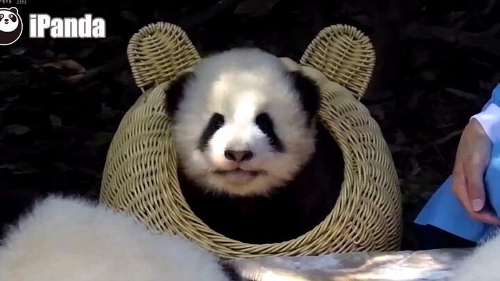【Panda】There is a cuttie in the basket