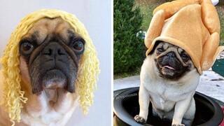 การรวบรวมวิดีโอสุนัขปั๊กที่สนุกและน่ารักที่สุด 2020 6