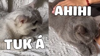 TRA MIÊU vậy mà lại nhặt vợ của người khác 🤣 | Pets TV