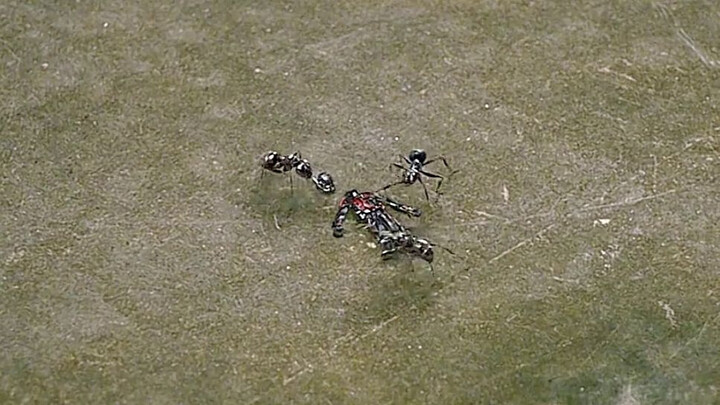 The man seemed to have spotted something on the ground, so he took a closer look—and to his surprise