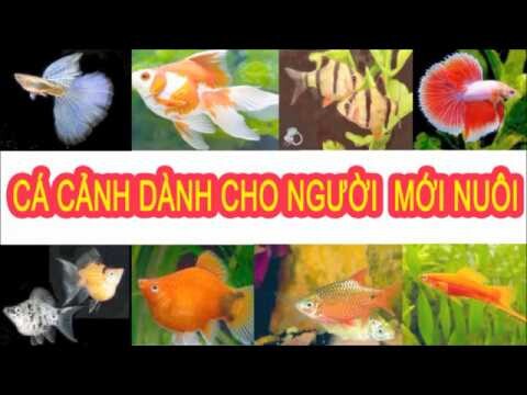 Các loài cá cảnh nước ngọt dễ nuôi rẻ tiền dành cho người mới nuôi(cá mún, cá xiêm, bảy màu...)