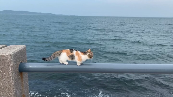 [Cat] A Munchkin cat is walking on the handrail alongside the bank