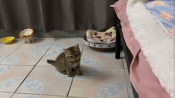 Mèo mèo lần đầu tiên thành công nhảy lên giường, trước tiên tự khen ngợi mình cả nửa ngày!