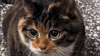 The chubby cat at grandma's house is such a clingy little thing