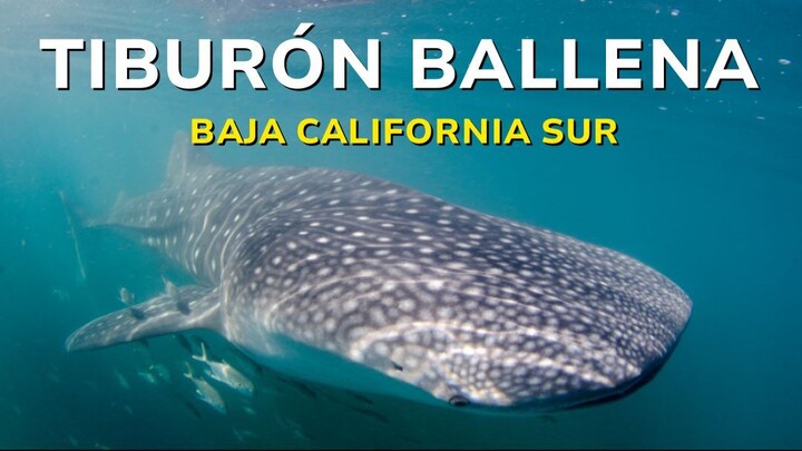 The World's Largest Fish! Swimming With Whale Sharks in Mexico | La Paz, Sea of Cortez