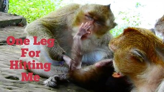ONE LEG FOR HITTING ME!!, WOW BABY MONKEY HIT BIG BERTHA ONE LEG TO REPLY SHE ALWAYS MAKE BABY HURT