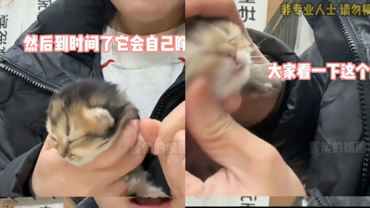 Chủ tiệm thú cưng bẻ mắt mèo con khiến dân mạng nghi ngờ: “Cứ nhìn đi, không bẻ ra thì sao mà biết đ