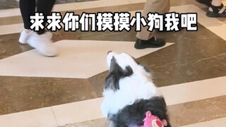 Manusia, bagaimana bisa tega membiarkan anak anjing menunggu selama ini!