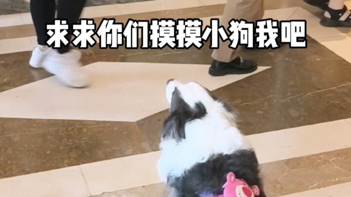 Manusia, bagaimana bisa tega membiarkan anak anjing menunggu selama ini!