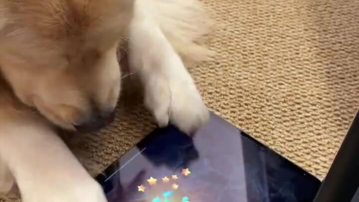 หมาโกลเด้นหลงเกม