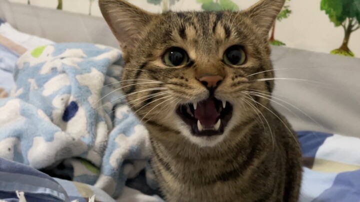 给窜稀小猫穿纸尿裤，气得嗷嗷叫，亲一口就不嚎了