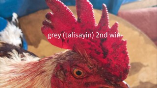 talisayin (grey)